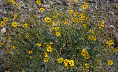 Early Spring Desert Flowers