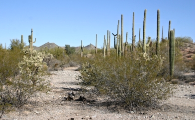 Saguro Cactus