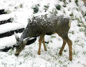 Mule Deer