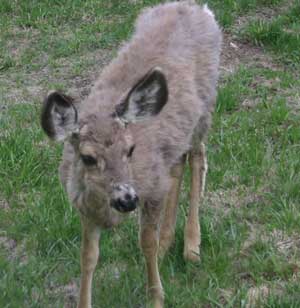 Mule Deer Mom