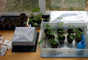 Seedlings