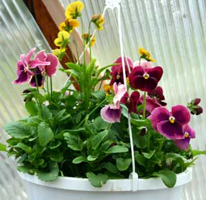 Green House Pansies