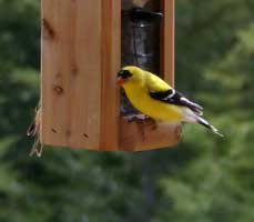 Yellow Finch