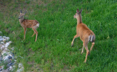 Bambi and Mom