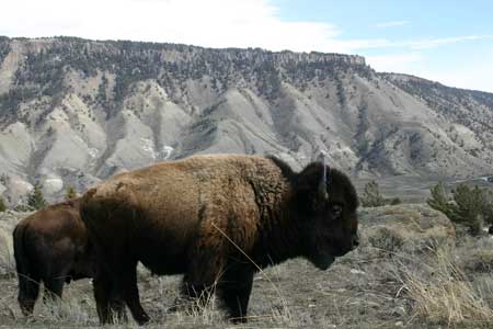 Buffalo