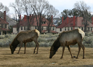 Elk