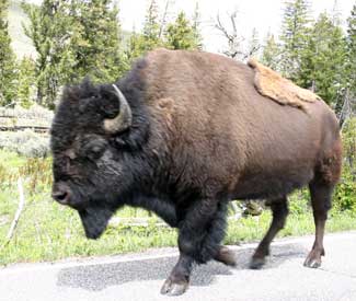 Bison