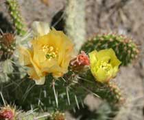 Prickly Pear