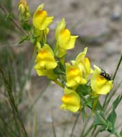 Toadflax