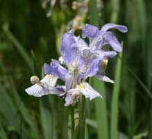 Iris