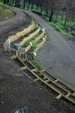 Tiered Gardens along the driveway