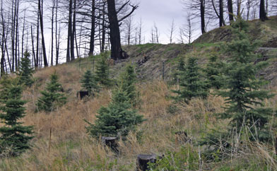 Colorado Blue Spruce