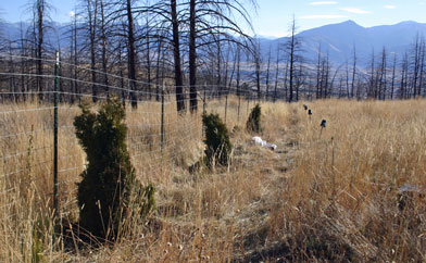 Western Cedars fence row