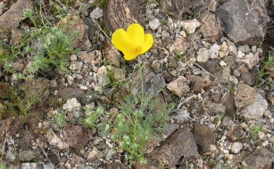Poppies