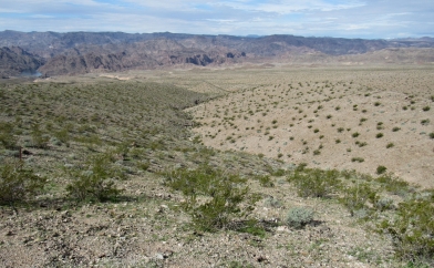 Green Desert