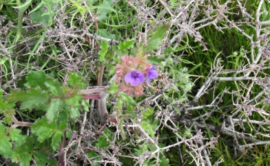 Purple Flower