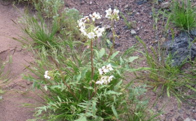 Tiny white flowers