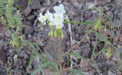 White Blooms