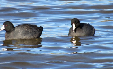 More ducks