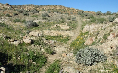 Alamo Lake Trails