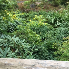 Neglected Pond