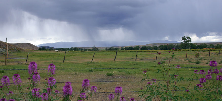 Morning Rain