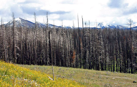 Fire Ravaged Lodgepole Pine