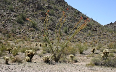 Ocotillo