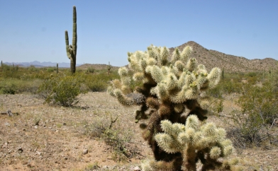 Teddy Bear Cholla