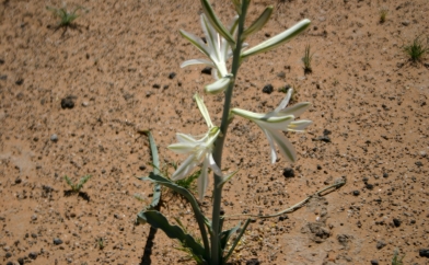 Desert Lily