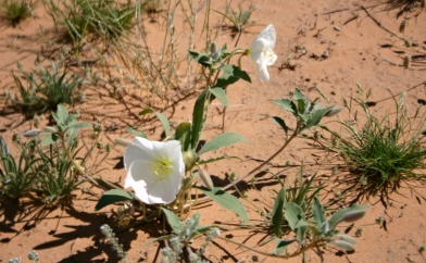 White Poppies