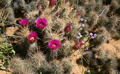 Cactus Blooms